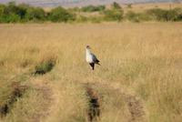 Sekretärvogel (3) &ndash; &copy; Susanne Schirmann (Eberhardt TRAVEL)