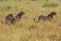 Gepardenfamilie (2) &ndash; &copy; Susanne Schirmann (Eberhardt TRAVEL)