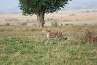 Gepard &ndash; &copy; Susanne Schirmann (Eberhardt TRAVEL)