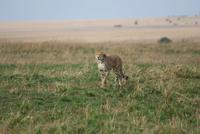 Gepardenbeobachtung &ndash; &copy; Susanne Schirmann (Eberhardt TRAVEL)