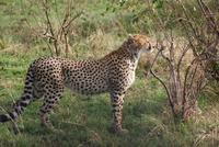 233-Gepard &ndash; &copy; Susanne Schirmann (Eberhardt TRAVEL)