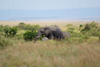 Elefanten &ndash; &copy; Susanne Schirmann (Eberhardt TRAVEL)