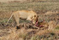 Löwe mit Beute &ndash; &copy; Susanne Schirmann (Eberhardt TRAVEL)