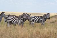 Zebras Masai Mara (2) &ndash; &copy; Susanne Schirmann (Eberhardt TRAVEL)
