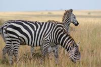Zebras Masai Mara (3) &ndash; &copy; Susanne Schirmann (Eberhardt TRAVEL)