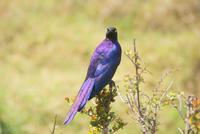 Masai Mara (43) &ndash; &copy; Susanne Schirmann (Eberhardt TRAVEL)