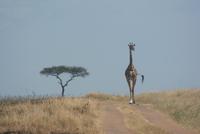 Masai Mara (44) &ndash; &copy; Susanne Schirmann (Eberhardt TRAVEL)