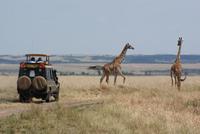 Masai Mara (47) &ndash; &copy; Susanne Schirmann (Eberhardt TRAVEL)