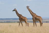 260-Massai Giraffen &ndash; &copy; Susanne Schirmann (Eberhardt TRAVEL)