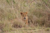 Löwen in der Masai Mara (3) &ndash; &copy; Susanne Schirmann (Eberhardt TRAVEL)