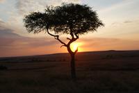 Masai Mara (53) &ndash; &copy; Susanne Schirmann (Eberhardt TRAVEL)