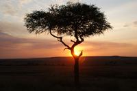 Masai Mara (54) &ndash; &copy; Susanne Schirmann (Eberhardt TRAVEL)