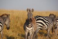 Masai Mara (55) &ndash; &copy; Susanne Schirmann (Eberhardt TRAVEL)