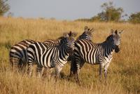 Masai Mara (56)