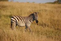 Masai Mara (57) &ndash; &copy; Susanne Schirmann (Eberhardt TRAVEL)
