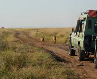 Gepardensichtung &ndash; &copy; Susanne Schirmann (Eberhardt TRAVEL)