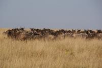 Gnus Richtung Mara Fluss &ndash; &copy; Susanne Schirmann (Eberhardt TRAVEL)