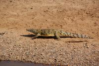 Masai Mara (58) &ndash; &copy; Susanne Schirmann (Eberhardt TRAVEL)