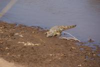 Masai Mara (60) &ndash; &copy; Susanne Schirmann (Eberhardt TRAVEL)