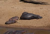 Masai Mara (61) &ndash; &copy; Susanne Schirmann (Eberhardt TRAVEL)