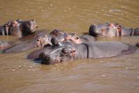 Masai Mara (62) &ndash; &copy; Susanne Schirmann (Eberhardt TRAVEL)
