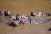 Masai Mara (65) &ndash; &copy; Susanne Schirmann (Eberhardt TRAVEL)