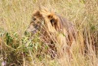 Masai Mara (66) &ndash; &copy; Susanne Schirmann (Eberhardt TRAVEL)