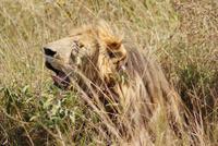 Masai Mara (67) &ndash; &copy; Susanne Schirmann (Eberhardt TRAVEL)