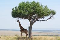 Masai Mara (69) &ndash; &copy; Susanne Schirmann (Eberhardt TRAVEL)