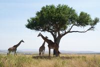 Masai Mara (70) &ndash; &copy; Susanne Schirmann (Eberhardt TRAVEL)