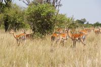 Masai Mara (71) &ndash; &copy; Susanne Schirmann (Eberhardt TRAVEL)