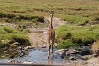 Masai Mara (72) &ndash; &copy; Susanne Schirmann (Eberhardt TRAVEL)