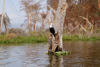 Bootstour Lake Naivasha (2) &ndash; &copy; Susanne Schirmann (Eberhardt TRAVEL)