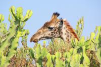 Massai Giraffen (2) &ndash; &copy; Susanne Schirmann (Eberhardt TRAVEL)
