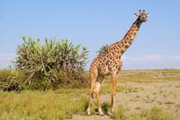 333-Massai Giraffe &ndash; &copy; Susanne Schirmann (Eberhardt TRAVEL)