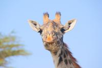 Massai Giraffen (4) &ndash; &copy; Susanne Schirmann (Eberhardt TRAVEL)