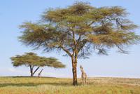 Massai Giraffen (5) &ndash; &copy; Susanne Schirmann (Eberhardt TRAVEL)