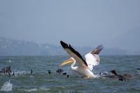 Pelikane (2) &ndash; &copy; Susanne Schirmann (Eberhardt TRAVEL)