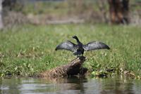 Kormoran &ndash; &copy; Susanne Schirmann (Eberhardt TRAVEL)