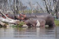 Flusspferde &ndash; &copy; Susanne Schirmann (Eberhardt TRAVEL)