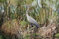 Goliath Reiher &ndash; &copy; Susanne Schirmann (Eberhardt TRAVEL)
