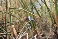 360-Eisvogel/Kingfisher &ndash; &copy; Susanne Schirmann (Eberhardt TRAVEL)