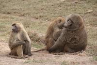 Paviane (3) &ndash; &copy; Susanne Schirmann (Eberhardt TRAVEL)