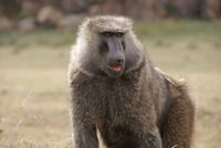 Pavian &ndash; &copy; Susanne Schirmann (Eberhardt TRAVEL)