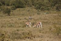 Grand Gazellen &ndash; &copy; Susanne Schirmann (Eberhardt TRAVEL)