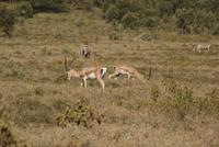 Grand Gazelle &ndash; &copy; Susanne Schirmann (Eberhardt TRAVEL)