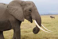 Safari im Amboseli Nationalpark (6) &ndash; &copy; Susanne Schirmann (Eberhardt TRAVEL)