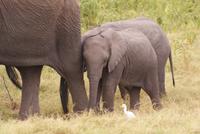Safari im Amboseli Nationalpark (12) &ndash; &copy; Susanne Schirmann (Eberhardt TRAVEL)