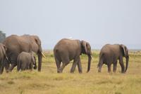 Safari im Amboseli Nationalpark (13) &ndash; &copy; Susanne Schirmann (Eberhardt TRAVEL)