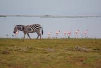 Safari im Amboseli Nationalpark (16) &ndash; &copy; Susanne Schirmann (Eberhardt TRAVEL)